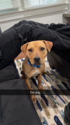 Lost Female Dog last seen Church st, Atlanta, GA 30344