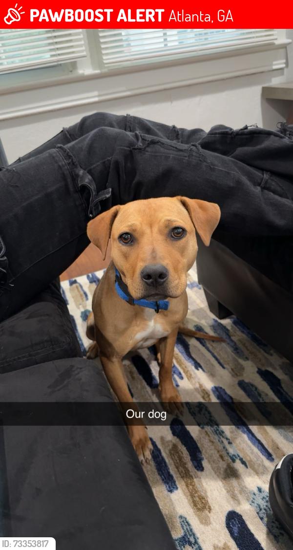 Lost Female Dog last seen Church st, Atlanta, GA 30344