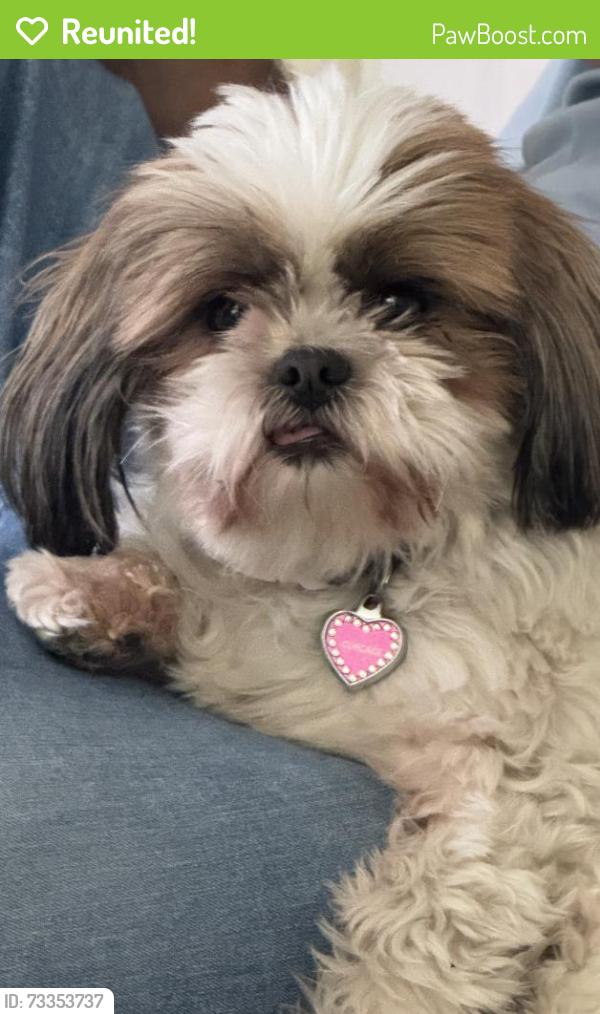 Reunited Female Dog last seen The Grove Frisco, Frisco, TX 75035