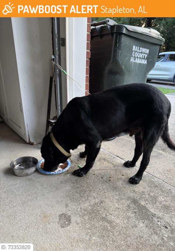 Found/Stray Unknown Dog last seen Stapleton, Bromley Rd, Stapleton, AL 36578