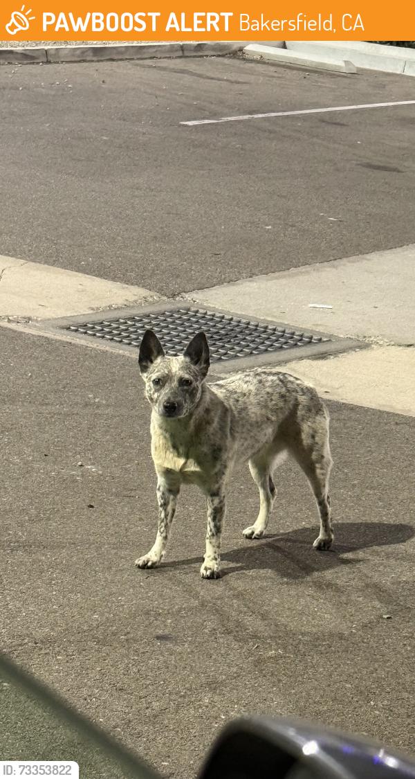 Found/Stray Female Dog last seen Near Copus Rd Bakersfield, CA 93313 United States, Bakersfield, CA 93313
