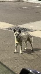 Found/Stray Female Dog last seen Near Copus Rd Bakersfield, CA 93313 United States, Bakersfield, CA 93313