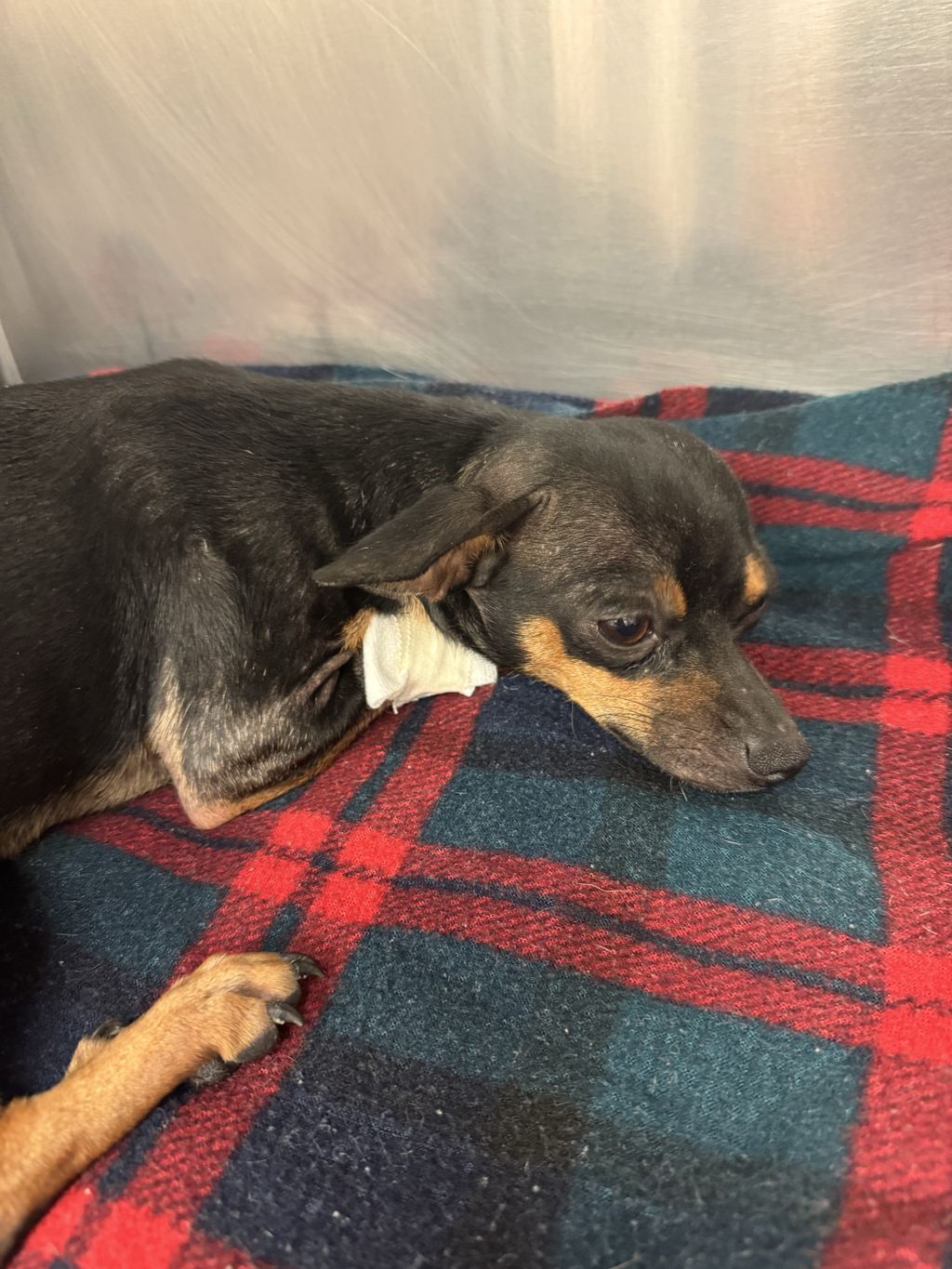Shelter Stray Female Dog last seen Near Victor Street, AUSTIN, TX, 78753, 7201 Levander Loop bldg a, Austin, TX 78702, USA