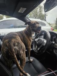 Found/Stray Female Dog last seen Tyson Rd, Orlando, FL 32832