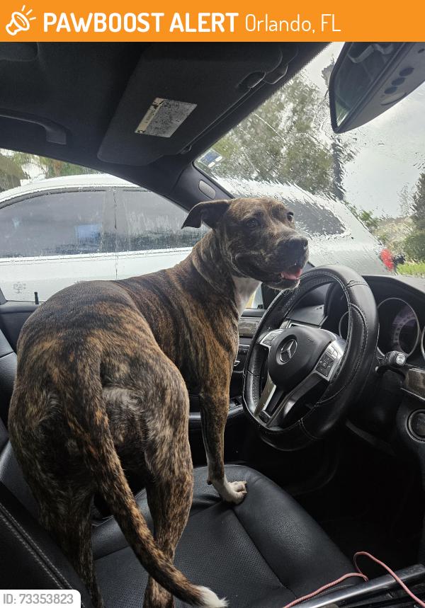 Found/Stray Female Dog last seen Tyson Rd, Orlando, FL 32832