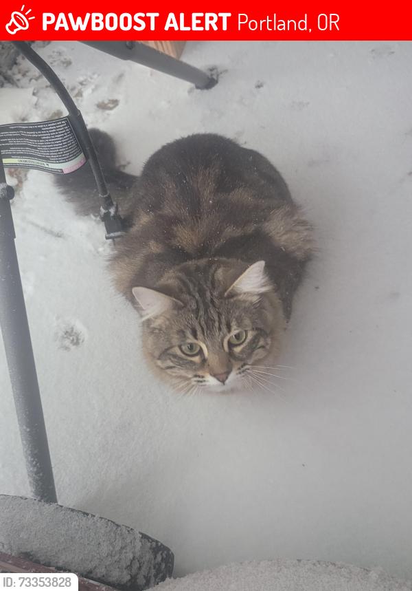 Lost Female Cat last seen SE 140th Ave & SE Taylor St , Portland, OR 97233, Portland, OR 97233