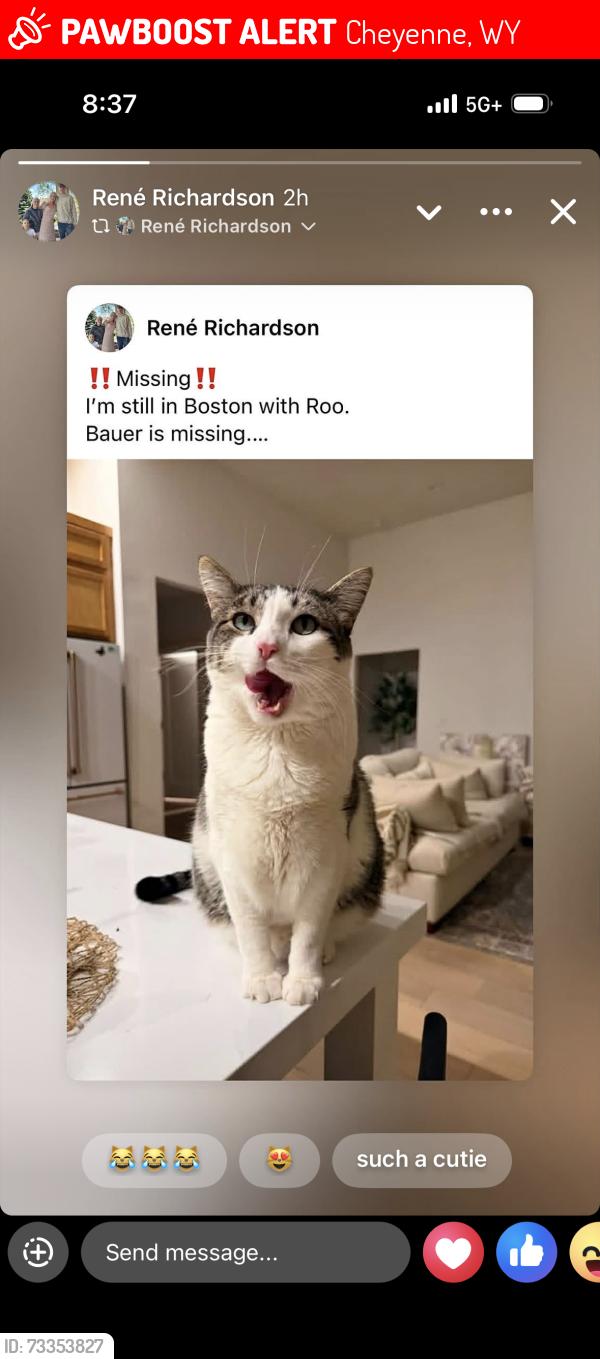 Lost Male Cat last seen Yellowstone Rd, Cheyenne, WY 82009