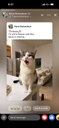 Lost Male Cat last seen Yellowstone Rd, Cheyenne, WY 82009