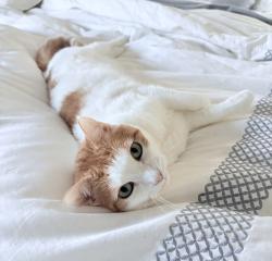 Reunited Female Cat last seen Behind the temporary firestation, Fairfax Station, VA 22039