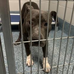 Shelter Stray Unknown Dog last seen , 980 Guilford College Rd, Greensboro, NC 27409, USA