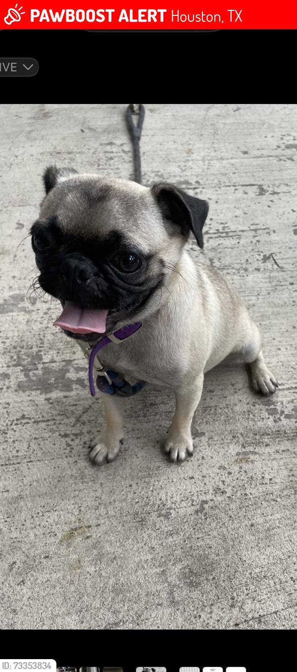 Lost Female Dog last seen Lyons, Houston, TX 77020