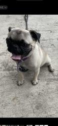 Lost Female Dog last seen Lyons, Houston, TX 77020