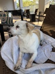 Reunited Male Dog last seen 61st street N, West Palm Beach, FL 33412
