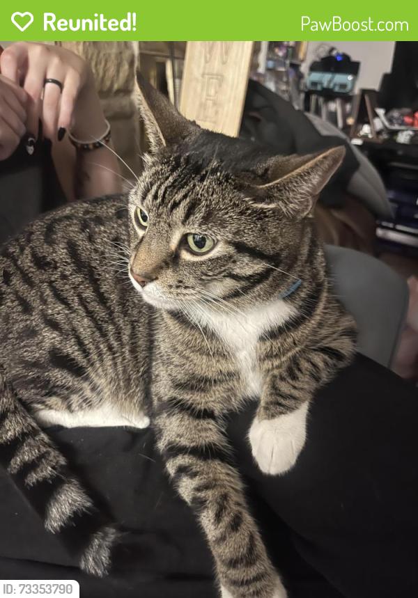 Reunited Male Cat last seen Near Christian Ave, Fort Wayne, IN 46835
