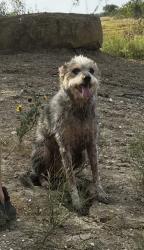 Reunited Female Dog last seen SE River Road, Martindale, TX 78655
