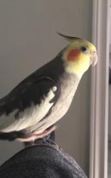 Lost Male Bird last seen Mays Cres, Mississauga, ON 