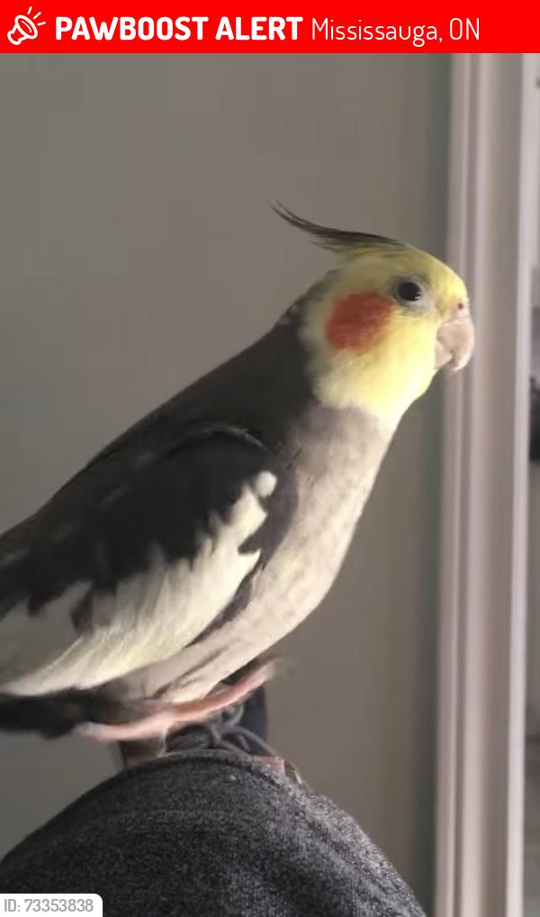 Lost Male Bird last seen Mays Cres, Mississauga, ON 
