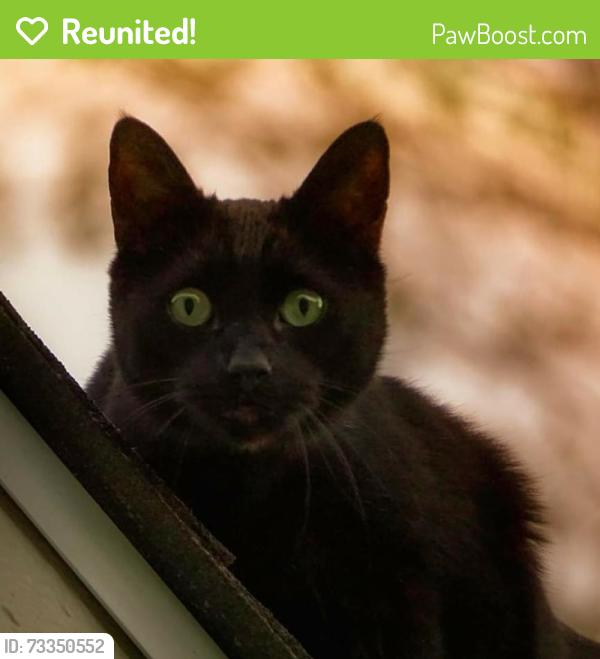 Reunited Male Cat last seen Stonecrest Drive, Fort Collins, CO 80521
