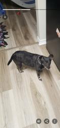 Reunited Female Dog last seen Poplar/ S Roan, Johnson City, TN 37604
