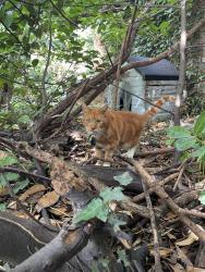 Found/Stray Unknown Cat last seen Bushes towards the back of station carpark, Warrington, England 