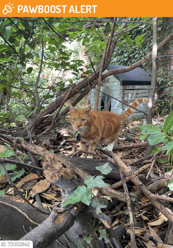 Found/Stray Unknown Cat last seen Bushes towards the back of station carpark, Warrington, England 
