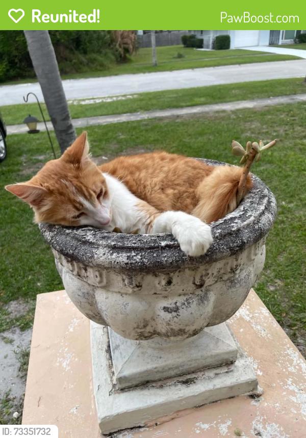 Reunited Male Cat last seen Ne solida dr, Port St. Lucie, FL 34983