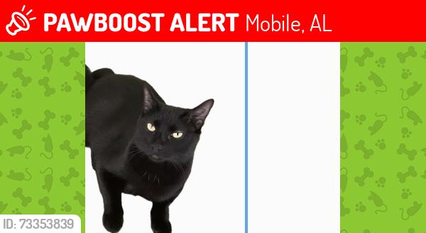 Lost Male Cat last seen Dauphin and sherwood, Mobile, AL 36606