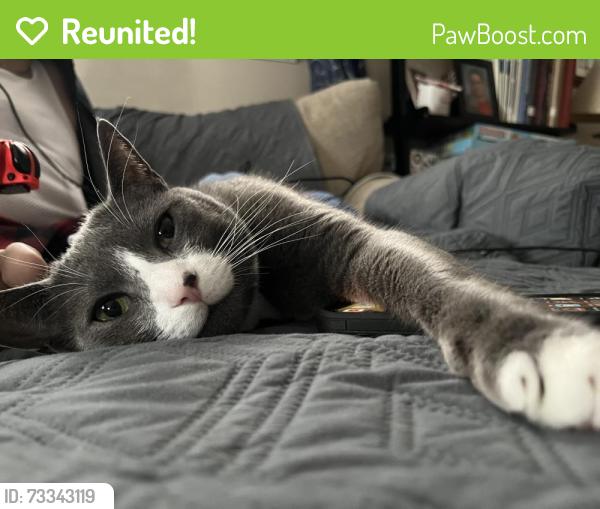 Reunited Male Cat last seen Fairfield Warde High School, Fairfield, CT 06825