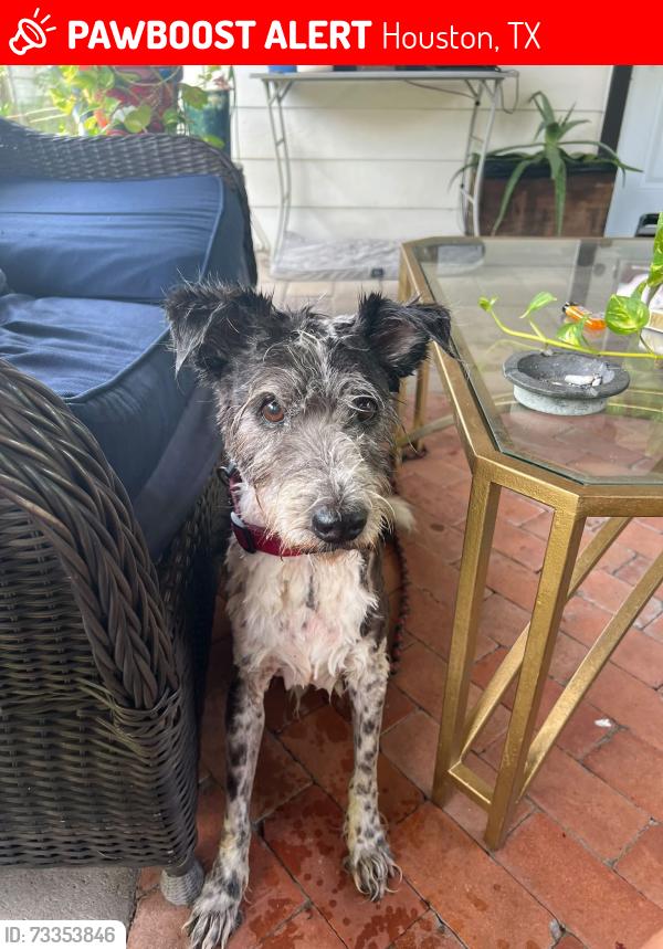 Lost Male Dog last seen Parker @ Bauman/McGallion, Houston, TX 77076