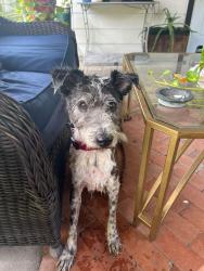 Lost Male Dog last seen Parker @ Bauman/McGallion, Houston, TX 77076