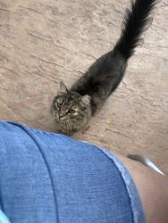 Found/Stray Unknown Cat last seen Cat is at the Home2 Suite at Dalton Ga by the pool and patio, Dalton, GA 30720