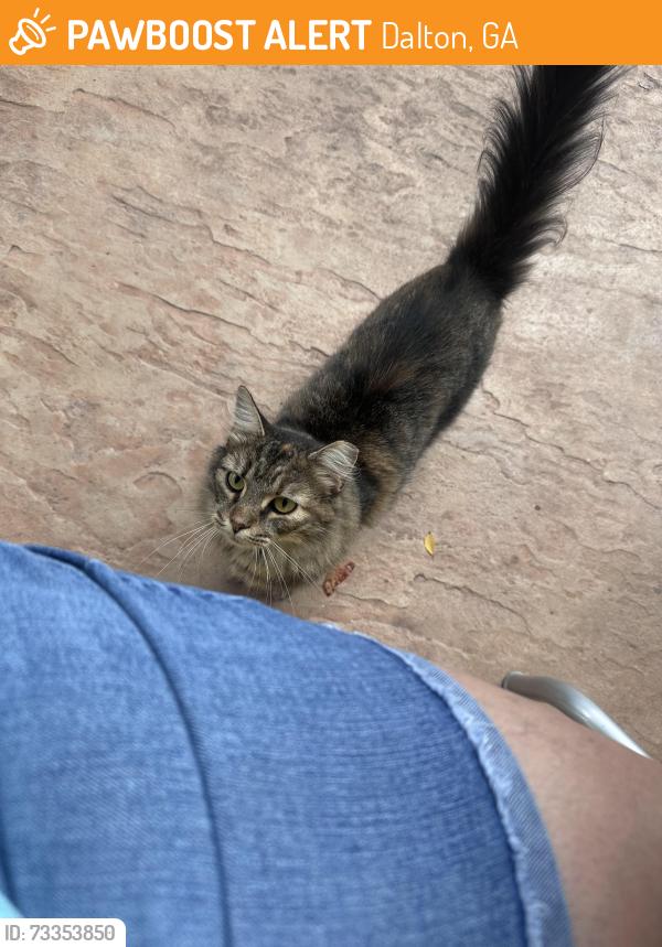 Found/Stray Unknown Cat last seen Cat is at the Home2 Suite at Dalton Ga by the pool and patio, Dalton, GA 30720
