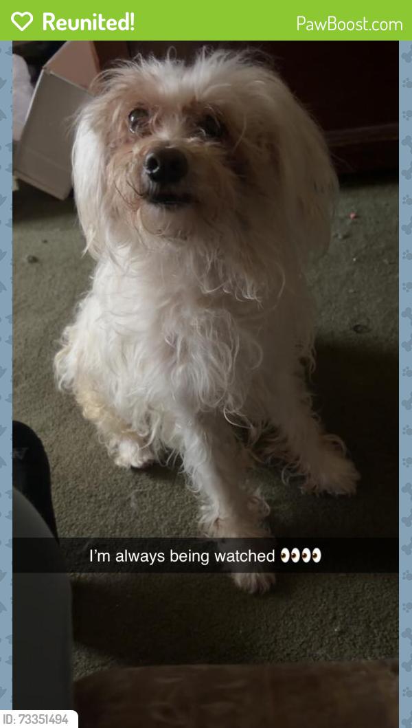 Reunited Female Dog last seen Holcomb st & Palm st, Hartford, CT 06112