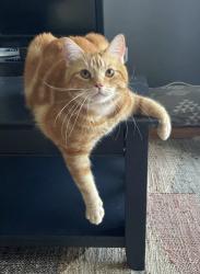 Reunited Male Cat last seen Oxford and wonderland, London, ON N6H 4T7