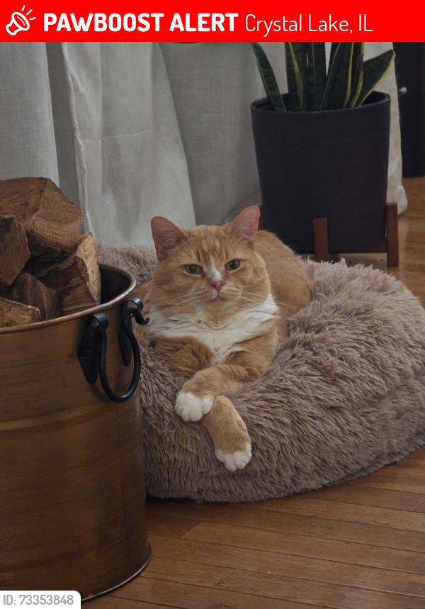 Lost Male Cat last seen S. Brentwood Ave and Kendallwood, Crystal Lake, IL 60014