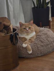 Lost Male Cat last seen S. Brentwood Ave and Kendallwood, Crystal Lake, IL 60014