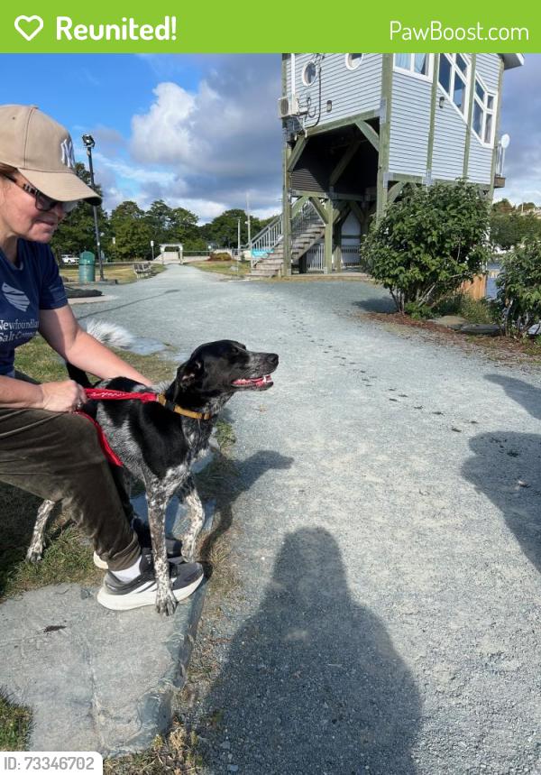Reunited Unknown Dog last seen Below penitentiary, on Quidi Vidi trail, St. John's, NL 