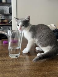 Reunited Male Cat last seen Old Cedar Rock Rd, Easley, SC 29640