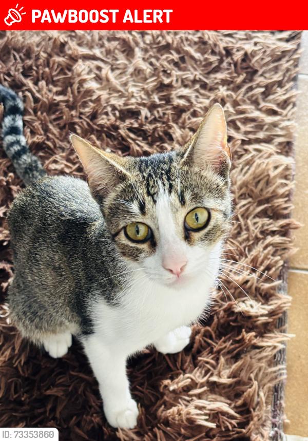 Lost Female Cat last seen Rua Azor Gomes de Almeida- Jardim três Marias Guarujá SP, Jardim Tres Marias, SP 