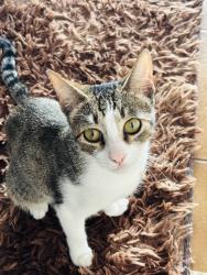 Lost Female Cat last seen Rua Azor Gomes de Almeida- Jardim três Marias Guarujá SP, Jardim Tres Marias, SP 