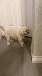 Found/Stray Unknown Dog last seen El dorado park, Scottsdale, AZ 85257