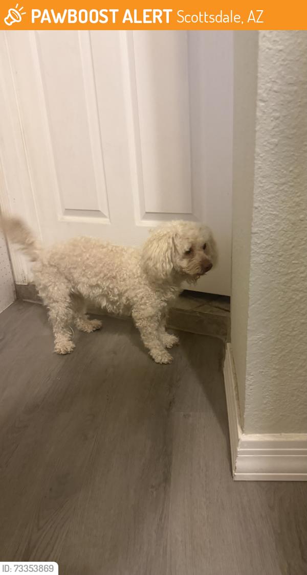 Found/Stray Unknown Dog last seen El dorado park, Scottsdale, AZ 85257