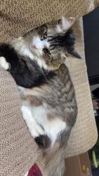 Reunited Male Cat last seen Lauzon, Windsor, ON N8R 2A8