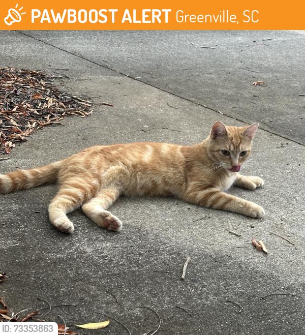 Found/Stray Unknown Cat last seen press warehouse parking spot, Greenville, SC 29609