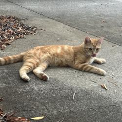 Found/Stray Unknown Cat last seen press warehouse parking spot, Greenville, SC 29609