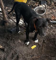 Shelter Stray Female Dog last seen Near BLOCK NW 60TH ST, 3599 NW 79th Ave, Doral, FL 33122, USA