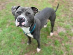 Shelter Stray Male Dog last seen CHARLOTTE, 8315 Byrum Dr, Charlotte, NC 28217, USA