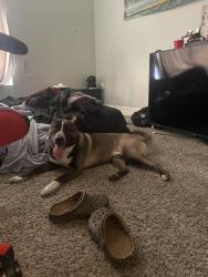 Lost Male Dog last seen tempe town lake, Tempe, AZ 85288