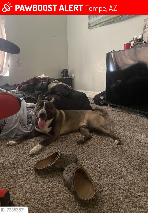 Lost Male Dog last seen tempe town lake, Tempe, AZ 85288
