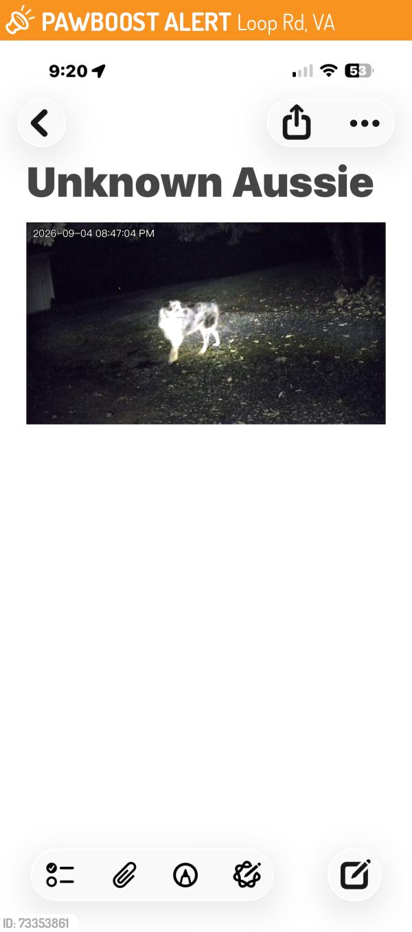 Found/Stray Unknown Dog last seen Loop Road / Naked Creek, Loop Rd, VA 22849